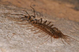 <i>Scutigera coleoptrata</i>  © Ludovic Jouve