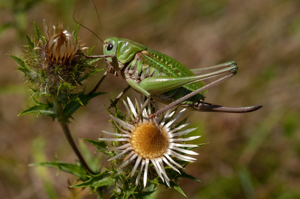 <i>Decticus verrucivorus</i>  © Olivier Bardet
