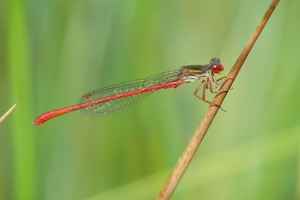 <i>Ceriagrion tenellum</i>  © Alexandre Ruffoni