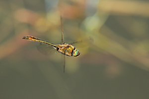 <i>Cordulia aenea</i>  © Alexandre Ruffoni