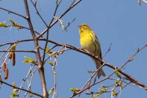 <i>Serinus serinus</i>  © Christophe Quintin