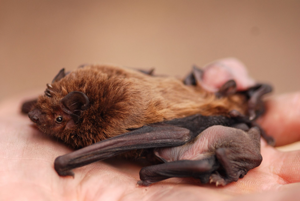 <i>Nyctalus leisleri</i>  © Cécile Détroit