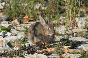<i>Oryctolagus cuniculus</i>  © Georges Bédrines