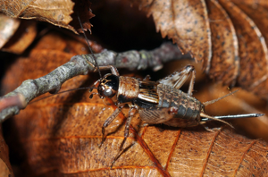<i>Nemobius sylvestris</i>  © Christophe Quintin