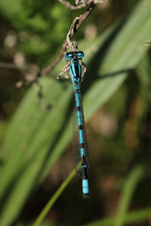 <i>Enallagma cyathigerum</i>  © Alexandre Ruffoni