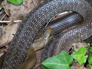 <i>Zamenis longissimus</i>  © Gaëtan Balay