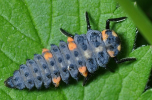 <i>Coccinella septempunctata</i>  © Christophe Quintin