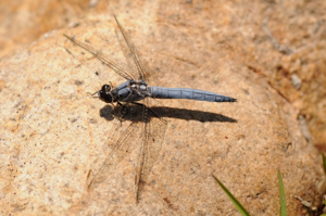 <i>Orthetrum brunneum</i>  © Ludovic Jouve
