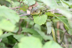 <i>Lacerta bilineata</i>  © Robert Masson