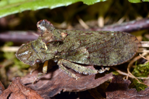 <i>Ledra aurita</i>  © Christophe Quintin