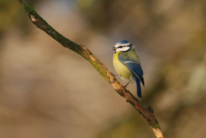 <i>Cyanistes caeruleus</i>  © Ludovic Jouve