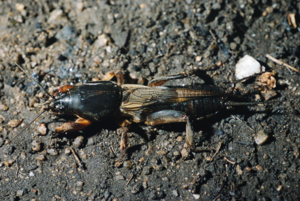 <i>Gryllotalpa gryllotalpa</i>  © Olivier Bardet