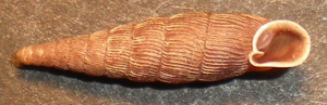 <i>Macrogastra ventricosa</i>  © Jean Béguinot