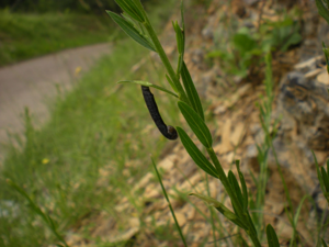 <i>Coleophora vibicella</i>  © Jean Béguinot