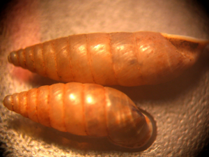 <i>Granaria variabilis</i>  © Jean Béguinot