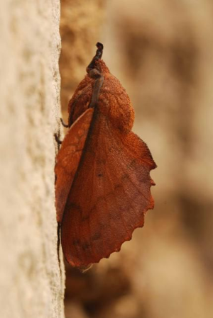 <i>Gastropacha quercifolia</i>  © Ludovic Jouve