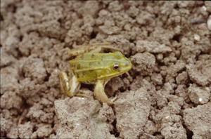 <i>Pelophylax lessonae</i>  © Robert Guyetant
