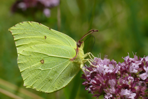 <i>Gonepteryx rhamni</i>  © Alexandre Ruffoni