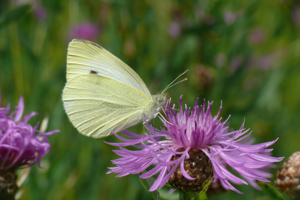 <i>Pieris rapae</i>  © Alexandre Ruffoni