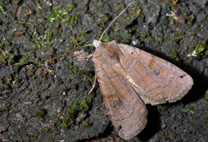 <i>Noctua pronuba</i>  © Christophe Quintin