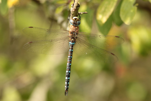 <i>Aeshna mixta</i>  © Alexandre Ruffoni