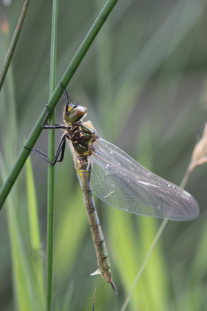 <i>Somatochlora metallica</i>  © Alexandre Ruffoni