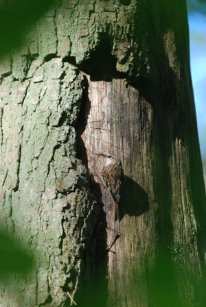 <i>Certhia brachydactyla</i>  © Ludovic Jouve