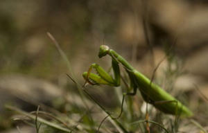 <i>Mantis religiosa</i>  © Cédric Foutel