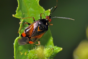 <i>Deraeocoris ruber</i>  © Christophe Quintin