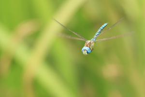 <i>Aeshna affinis</i>  © Alexandre Ruffoni