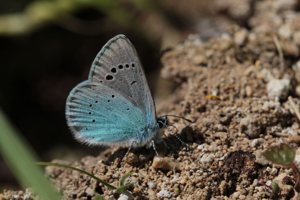 <i>Glaucopsyche alexis</i>  © Alexandre Ruffoni