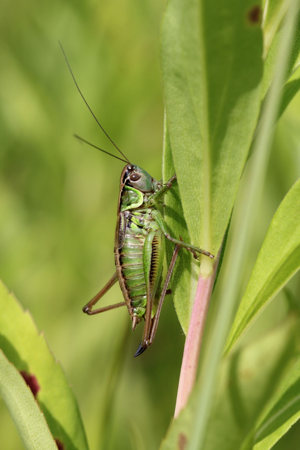 <i>Roeseliana roeselii</i>  © Olivier Bardet