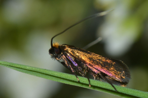 <i>Cauchas rufimitrella</i>  © Christophe Quintin
