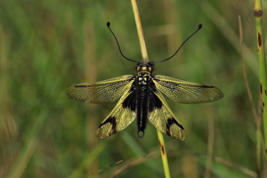 <i>Libelloides longicornis</i>  © Alain Vacher
