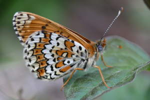 <i>Melitaea cinxia</i>  © Alexandre Ruffoni