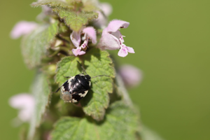 <i>Tritomegas bicolor</i>  © Ennaloël Mateo-Espada
