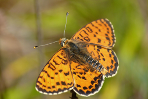 <i>Melitaea didyma</i>  © Alexandre Ruffoni