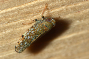<i>Orientus ishidae</i>  © Christophe Quintin