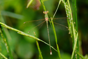 <i>Lestes barbarus</i>  © Alexandre Ruffoni