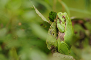 <i>Hyla arborea</i>  © Ludovic Jouve