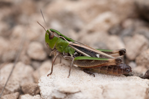 <i>Stenobothrus lineatus</i>  © Olivier Bardet