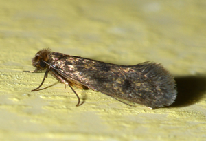 <i>Tinea pellionella</i>  © Christophe Quintin
