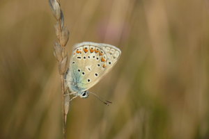 <i>Polyommatus icarus</i>  © Alexandre Ruffoni