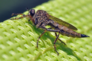 <i>Tolmerus atricapillus</i>  © Christophe Quintin