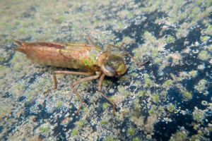 <i>Anax imperator</i>  © Alexandre Ruffoni