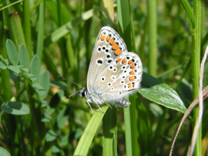 <i>Aricia agestis</i>  © Alexandre Ruffoni