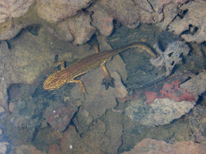 <i>Lissotriton helveticus</i>  © Ludovic Jouve