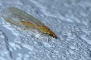 <i>Chrysoperla affinis</i>  © Christophe Quintin