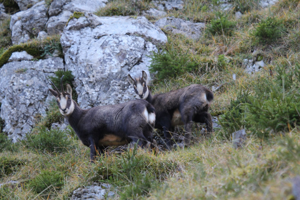 <i>Rupicapra rupicapra</i>  © Robert Masson