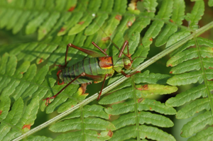 <i>Barbitistes serricauda</i>  © Olivier Bardet